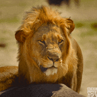 enchanted kingdom earth GIF by BBC America