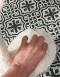Flip Cat GIF