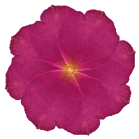 Rose Petals Flower Sticker