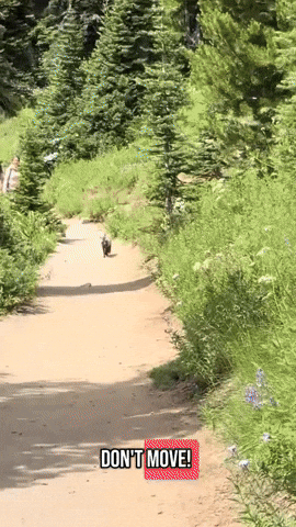 cuteanimalland giphyupload GIF