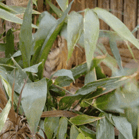 San Diego Love GIF by San Diego Zoo Wildlife Alliance