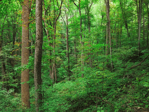 forest GIF