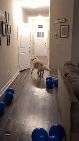 Golden Retriever Over the Moon at Owner's Return From Deployment