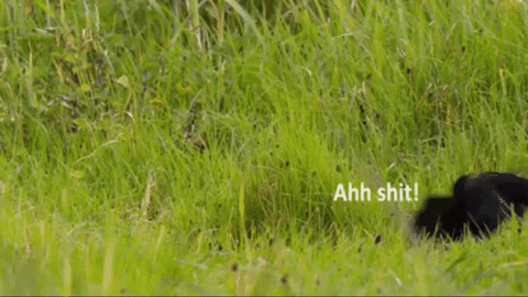 funranium giphygifmaker spiders ronald lemme smash GIF