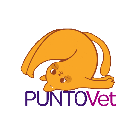 PuntoVet giphygifmaker cat gato gatos Sticker