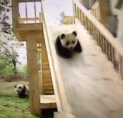 panda slide GIF