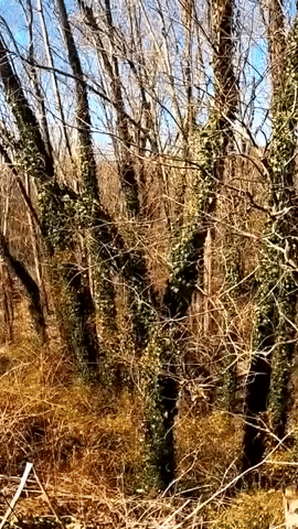 'Sounds of Spring' Caught on Camera in Kentucky