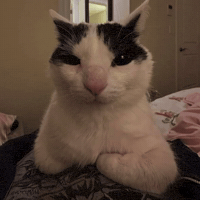 Shocked Cat GIF by Respective