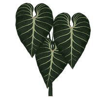 Houseplant Philodendron Sticker