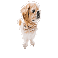 Dog Sticker by Caravan of Paws