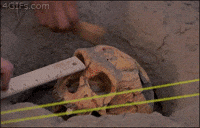 Arrested Development gif. At an archaeological dig site with what resembles a human skull, one hand gently brushes, another measures with a ruler, and a third casually bashes the forehead with a hammer.