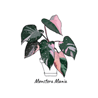 Plant Sticker by Monstera Mania