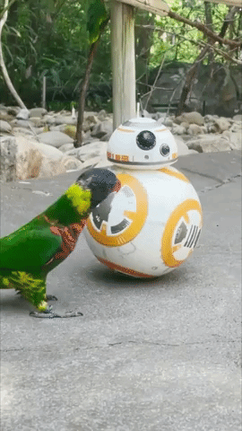 Parrots in Nashville Zoo Introduced to BB-8