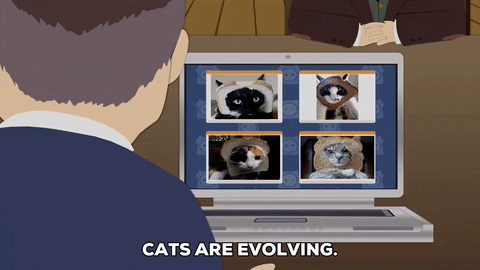 confused cats GIF by South Park 