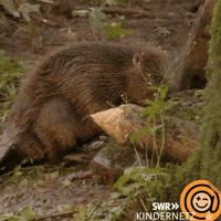 Forest Hallo GIF by SWR Kindernetz