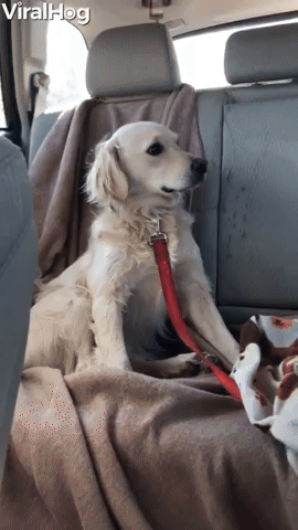 Doggo Drooling For a Treat