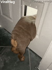 Chunky Bulldog Puppy Struggles To Fit Through Dog Door GIF by ViralHog