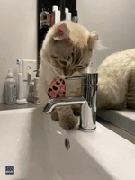 'Tap Cat': Clever Kitty Switches on Bathroom Faucet at Montreal Home