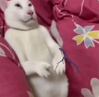 Sitting White Cat GIF