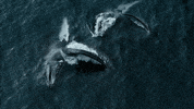GIF by Our Planet