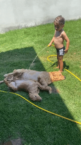 cuteanimalland giphyupload GIF