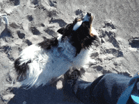 dog puppy GIF by Badass BK