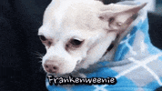 dogs GIF by Badass BK