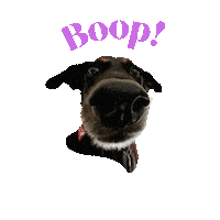 Boop The Snoot Sticker