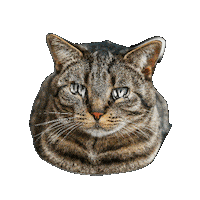 Sad Cat Sticker