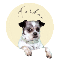 gooisemannen dog hond tarkan gooise mannen Sticker