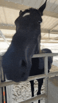 Stantwt GIF
