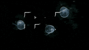 Sea Crab GIF by PBS Digital Studios