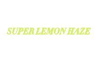 Infsd Swimwear Lemon Haze Sticker by INFSD