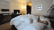 morning brother GIF