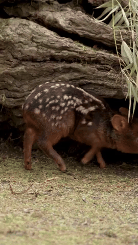 Tiny Newborn Deer Nestles Under Log at SD Zoo