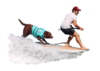 Zee Zeedog Sticker by Bono Surf Dog