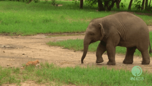 elephant GIF
