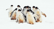 penguin GIF