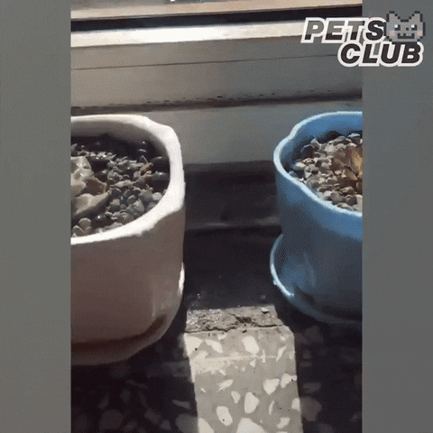 moethantkyaw giphyupload GIF