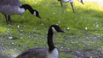 Happy Music Video GIF by Indigo De Souza