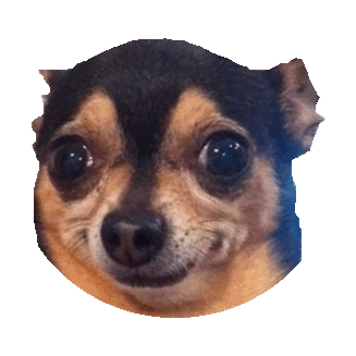 chihuahua STICKER by imoji