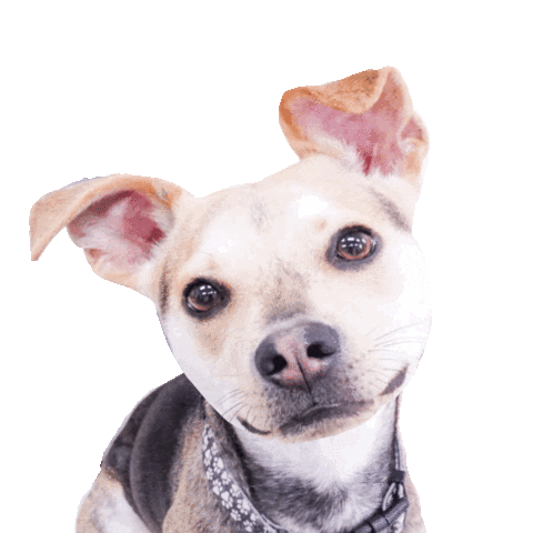 Dunkin Sticker by Simple & Sentimental