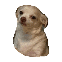 bruh GIF by imoji