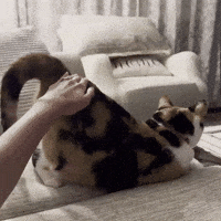 Cat GIF