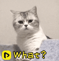 TikiIndia cat what pet tiki GIF