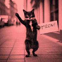 Cat Meow GIF by Gallery.fm