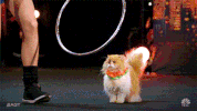 nbc contestant GIF by America's Got Talent