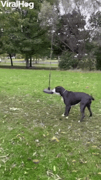 Dog Wants to Play on Rope Swing