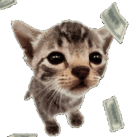 Cat Kitty Sticker