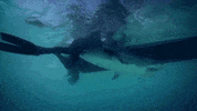 animalplanet river monsters GIF
